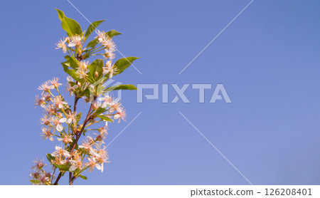 Banner with copy space to the right, a single cherry blossom branch against a blue sky background 126208401