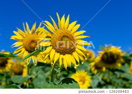 Sunflower field Sunflower field 126208483
