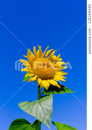 Sunflower field 126208488
