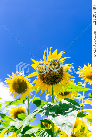 Sunflower field 126208497