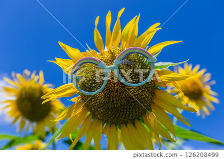 Sunflower field Sunflower field 126208499