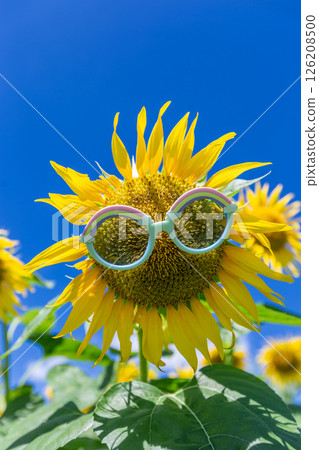 Sunflower field Sunflower field 126208500