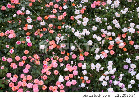 Roses at Ashikaga Flower Park (Caesar, Looping, Madame Violet, Shinsetsu) 126208534