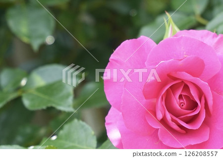 Beautiful pink roses in full bloom close-up 126208557