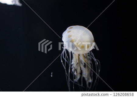 Floating jellyfish 126208658