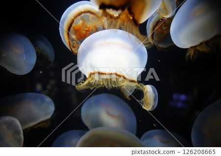 Jellyfish floating in the water tank 126208665