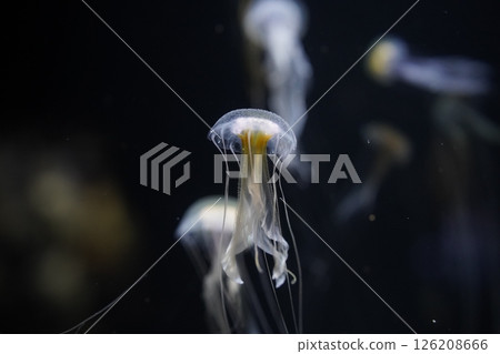 Jellyfish lit up 126208666