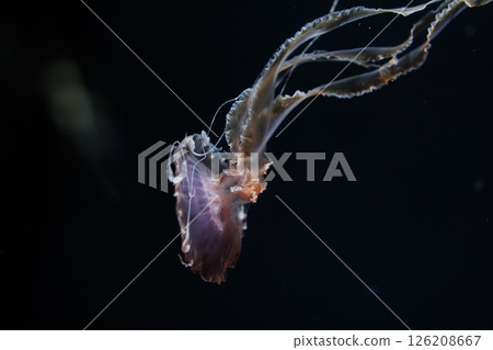 Swimming jellyfish 126208667