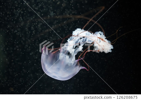 Drifting jellyfish Drifting jellyfish 126208675