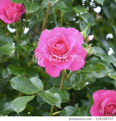 美麗的粉紅玫瑰盛開的特寫 126208747