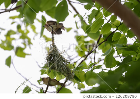 The yellow bird on Build nest from dry stick hay in nature The yellow bird on Build nest from dry stick hay in nature 126209780
