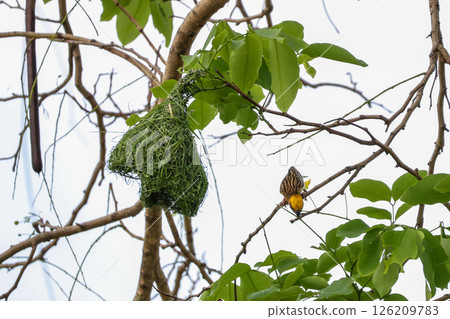 The yellow bird on Build nest from dry stick hay in nature 126209783