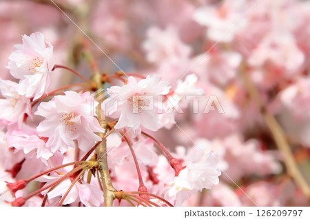 盛開的櫻花預示著春天的到來 盛開的櫻花預示著春天的到來 126209797