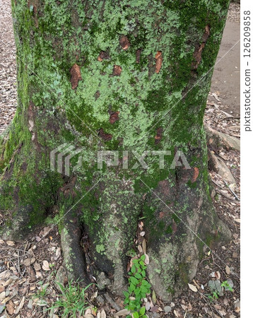 一棵長滿青苔的大樹的底部 126209858