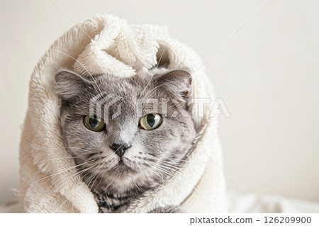 Cat with towel on its head. Portrait of funny gray tabby cat with green eyes wrapped in a white towel after bath. Just washed lovely cute kitten. Grooming procedures. Pets lifestyle, Morning concept 126209900