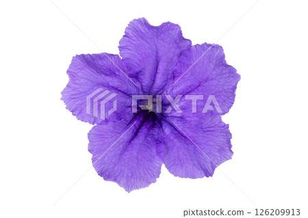 Waterkanon flower or Ruellia tuberosa or Snapdragon root isolated on white background. 126209913