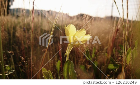 Photogenic flowers 126210249