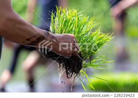 父母和孩子的水稻種植經驗 126210423