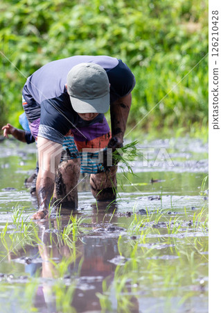父母和孩子的水稻種植經驗 父母和孩子的水稻種植經驗 126210428