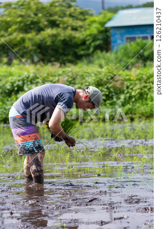Rice planting experience 126210437
