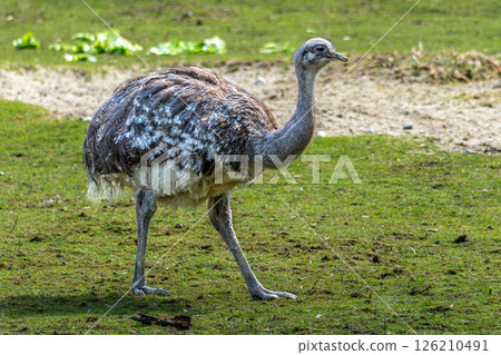 Darwin's rhea, Rhea pennata also known as the lesser rhea. 126210491