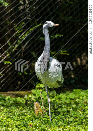 Demoiselle Crane, Anthropoides virgo are living in the bright green meadow during the day time 126210492