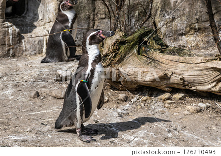 Humboldt Penguin, Spheniscus humboldti in a park 126210493