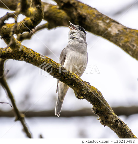 An Eurasian blackcap, Sylvia atricapilla sits on a tree and sings. Wildlife scene with a passerine bird. 126210498