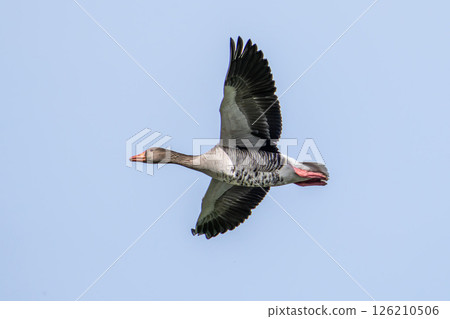 The flying greylag goose, Anser anser is a species of large goose The flying greylag goose, Anser anser is a species of large goose 126210506