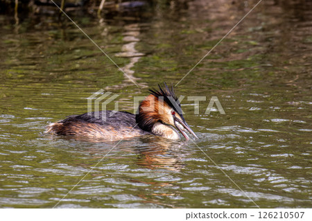 Great Crested Grebe, Podiceps cristatus has caught a fish. Great Crested Grebe, Podiceps cristatus has caught a fish. 126210507