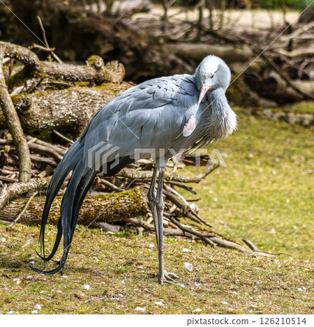 The Blue Crane, Grus paradisea, is an endangered bird 126210514