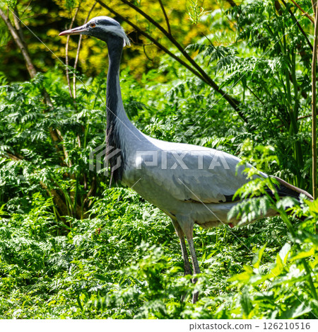 Demoiselle Crane, Anthropoides virgo are living in the bright green meadow during the day time 126210516