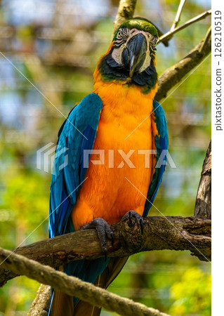 The Blue-and-yellow Macaw, Ara ararauna is a large South American parrot 126210519