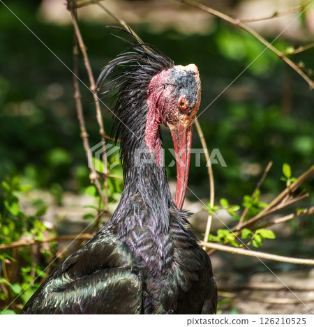 Northern Bald ibis, Geronticus eremita in a German park 126210525