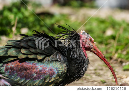 Northern Bald ibis, Geronticus eremita in a German park 126210526