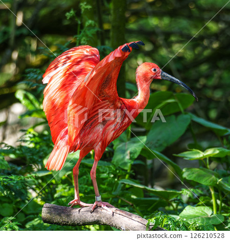 The Scarlet ibis, Eudocimus ruber is a species of ibis in the bird family Threskiornithidae. The Scarlet ibis, Eudocimus ruber is a species of ibis in the bird family Threskiornithidae. 126210528