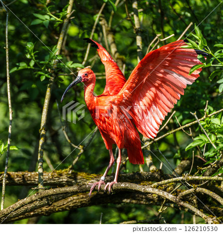 The Scarlet ibis, Eudocimus ruber is a species of ibis in the bird family Threskiornithidae. The Scarlet ibis, Eudocimus ruber is a species of ibis in the bird family Threskiornithidae. 126210530
