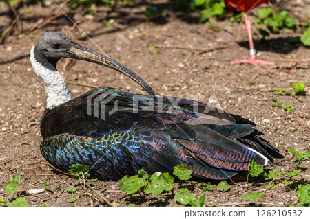 The Straw-necked Ibis, Threskiornis spinicollis is a bird of the ibis family 126210532
