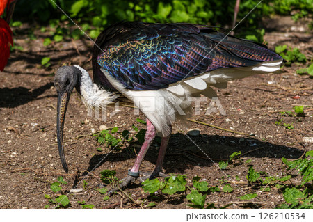 The Straw-necked Ibis, Threskiornis spinicollis is a bird of the ibis family 126210534
