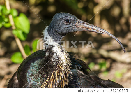 The Straw-necked Ibis, Threskiornis spinicollis is a bird of the ibis family 126210535
