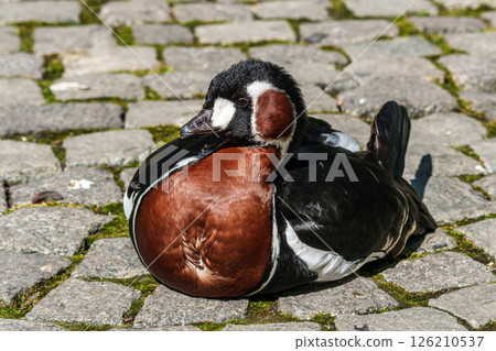 Branta ruficollis, Red-breasted Goose brightly marked species of goose 126210537