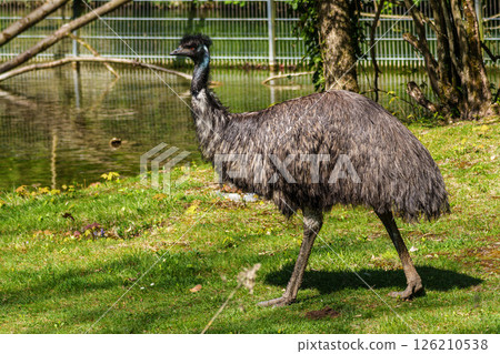 Emu, Dromaius novaehollandiae standing in grass in its habitat 126210538