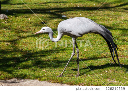 The Blue Crane, Grus paradisea, is an endangered bird The Blue Crane, Grus paradisea, is an endangered bird 126210539