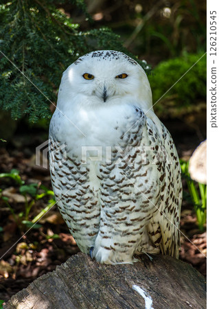 The Snowy Owl, Bubo scandiacus is a large, white owl of the owl family The Snowy Owl, Bubo scandiacus is a large, white owl of the owl family 126210545