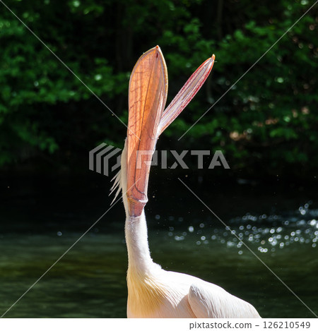 White Pelican, Pelecanus onocrotalus also known as the Eastern White Pelican White Pelican, Pelecanus onocrotalus also known as the Eastern White Pelican 126210549