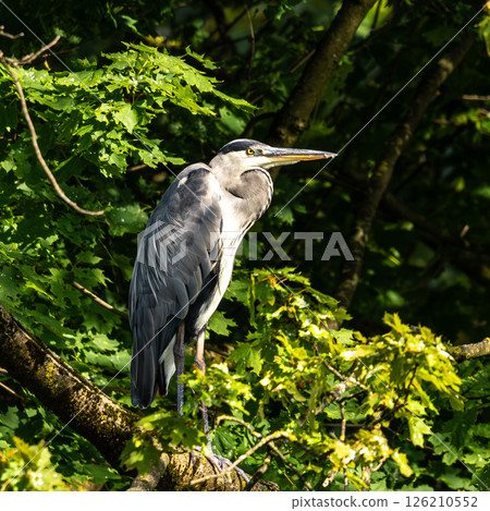 Grey heron, Ardea cinerea, sitting on a branch in a tree and looking around Grey heron, Ardea cinerea, sitting on a branch in a tree and looking around 126210552
