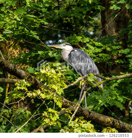 Grey heron, Ardea cinerea, sitting on a branch in a tree and looking around 126210553