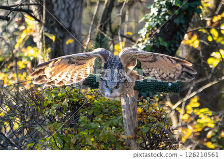 Siberian eagle owl, bubo bubo sibiricus. The biggest owl in the world 126210561
