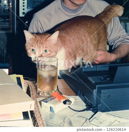 棕色虎斑貓寵愛它的主人 126210614