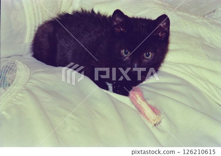 獲救的黑小貓 Kuro-chan 126210615